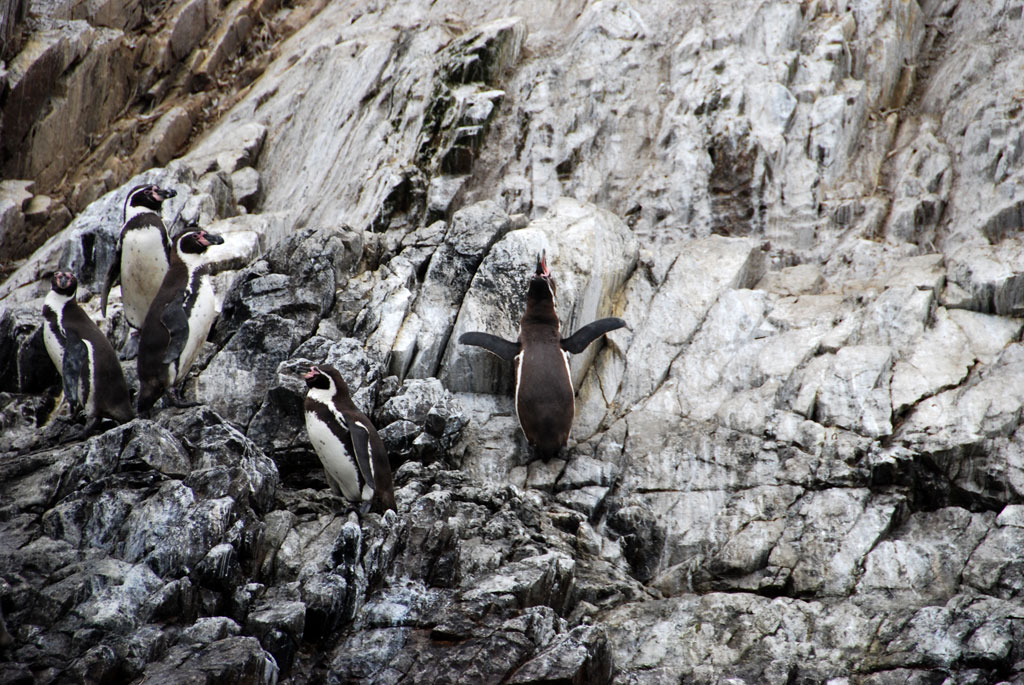 Бальетские острова (Balietes) | Пингвины Гумбольта