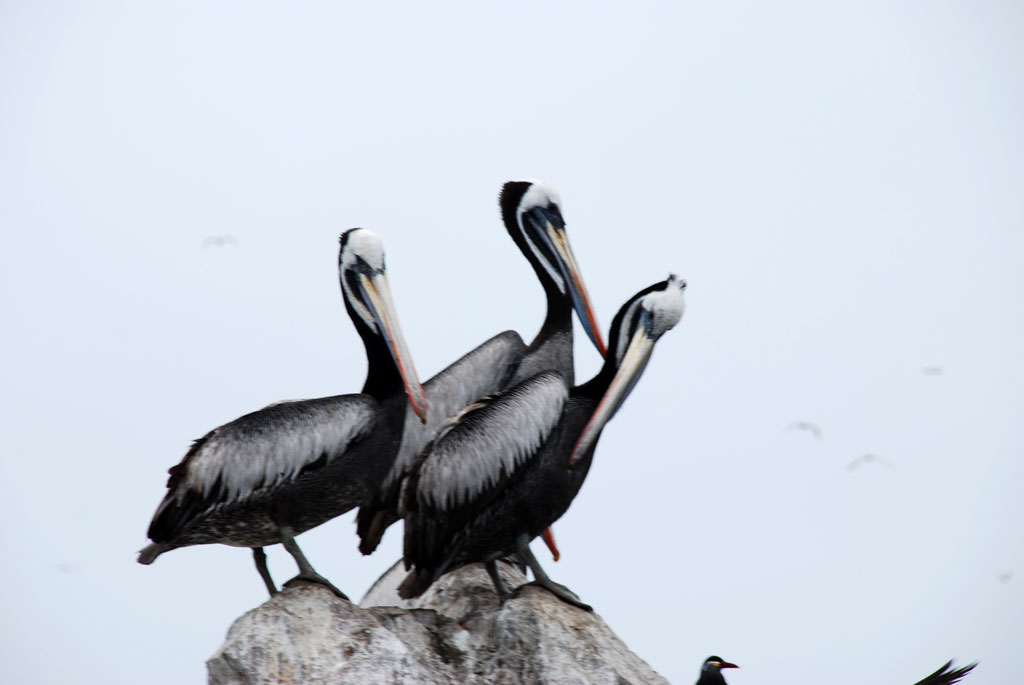 Бальетские острова (Balietes) | Пеликаны