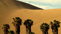 Пустыня Ика (Ica) | Пальмы и барханы