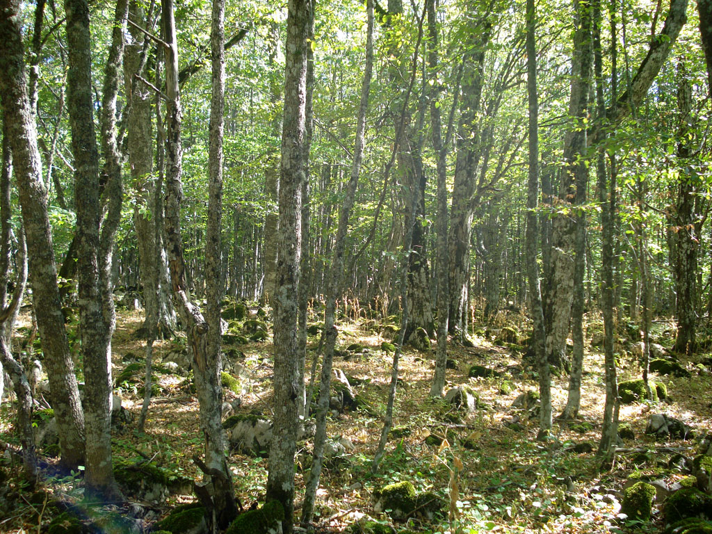 Карадагский лес. Буки
