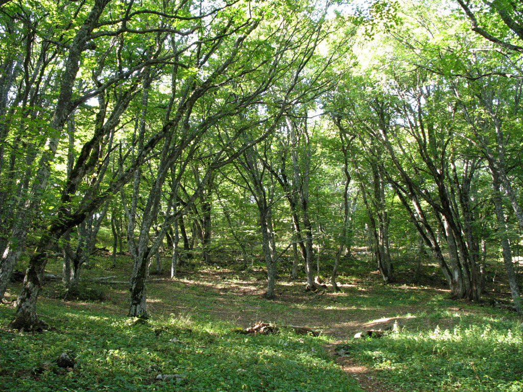 Лесная стоянка. Карадагский лес