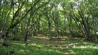 Лесная стоянка. Карадагский лес