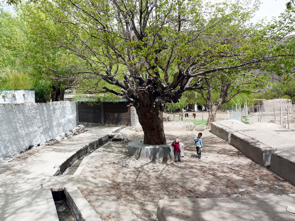 Священное дерево в Алчи (Alchi Gonpa)