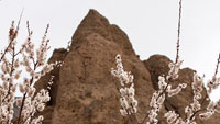 Абрикосы в цвету, монастырь Алчи (Alchi Gompa)