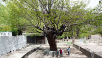 Священное дерево в Алчи (Alchi Gonpa)
