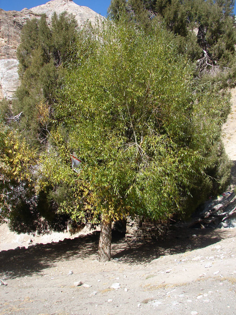 Древние деревья. Аргиен Дзонг (Argien Dzong)