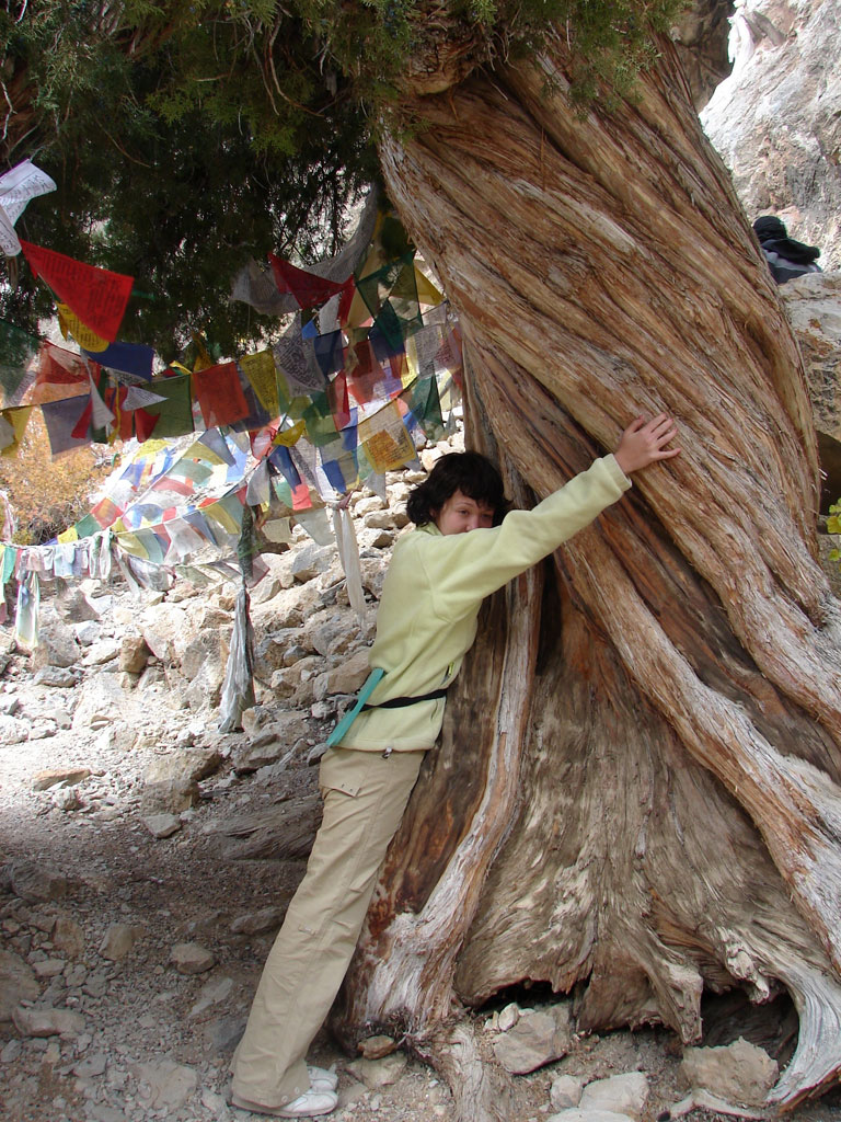 Древние деревья. Аргиен Дзонг (Argien Dzong)