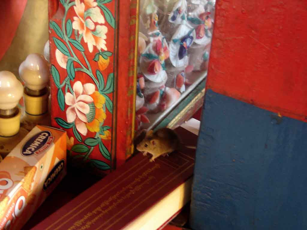 "Бедная" церковная мышь, монастырь Тикси