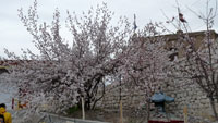 В мае цветут абрикосы