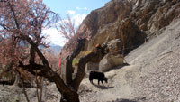 Долина Маркха (Markha valley) у монастыря Скию (Skiu Gompa)