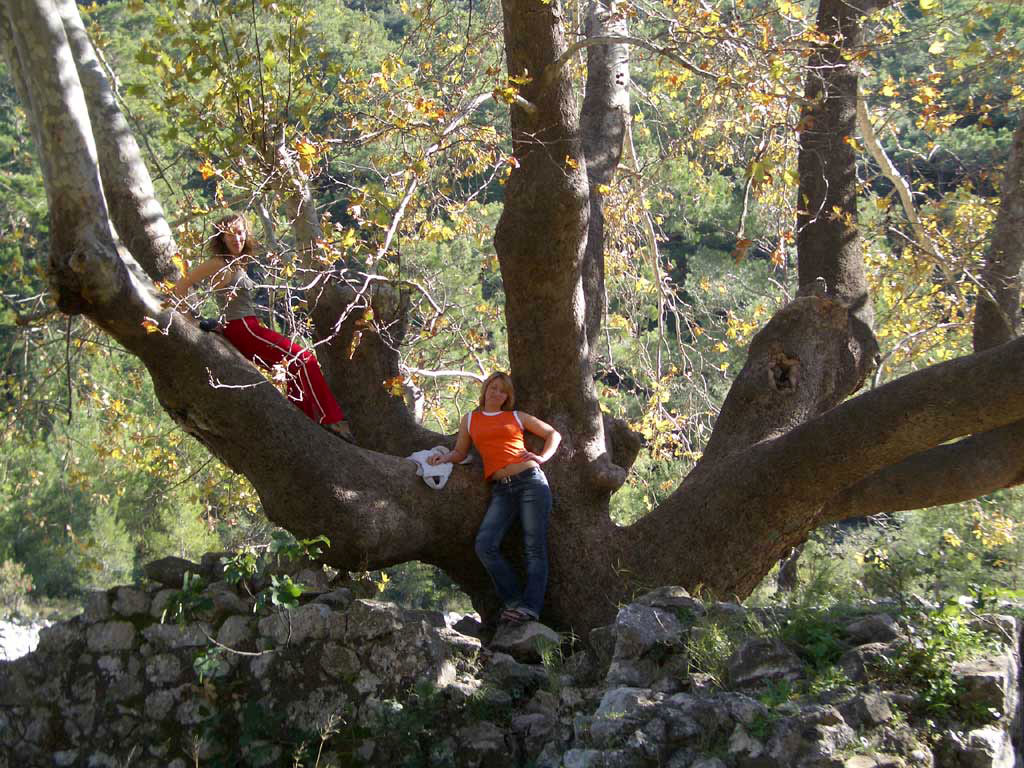 Чудо дерево, Олимпос, Турция